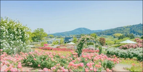 【ラヴィット】茨城県の公園、天然温泉、魚市場、水族館を紹介！
